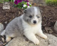 Chase, a male Pomeranian for sale in Cayuga, NY – 3 of 6