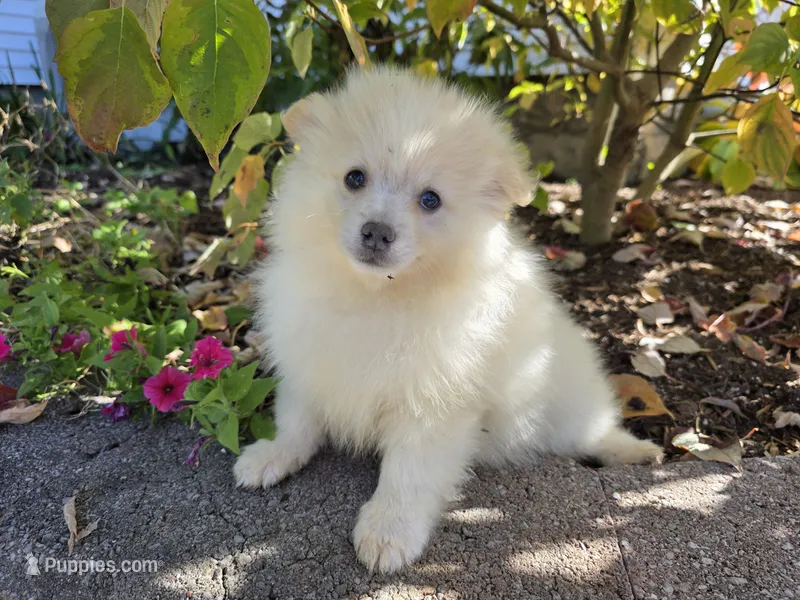 Slater- cream – Pomeranian puppy for sale in Cayuga, NY
