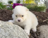 Callie, a female Pomeranian for sale in Cayuga, NY – 2 of 5