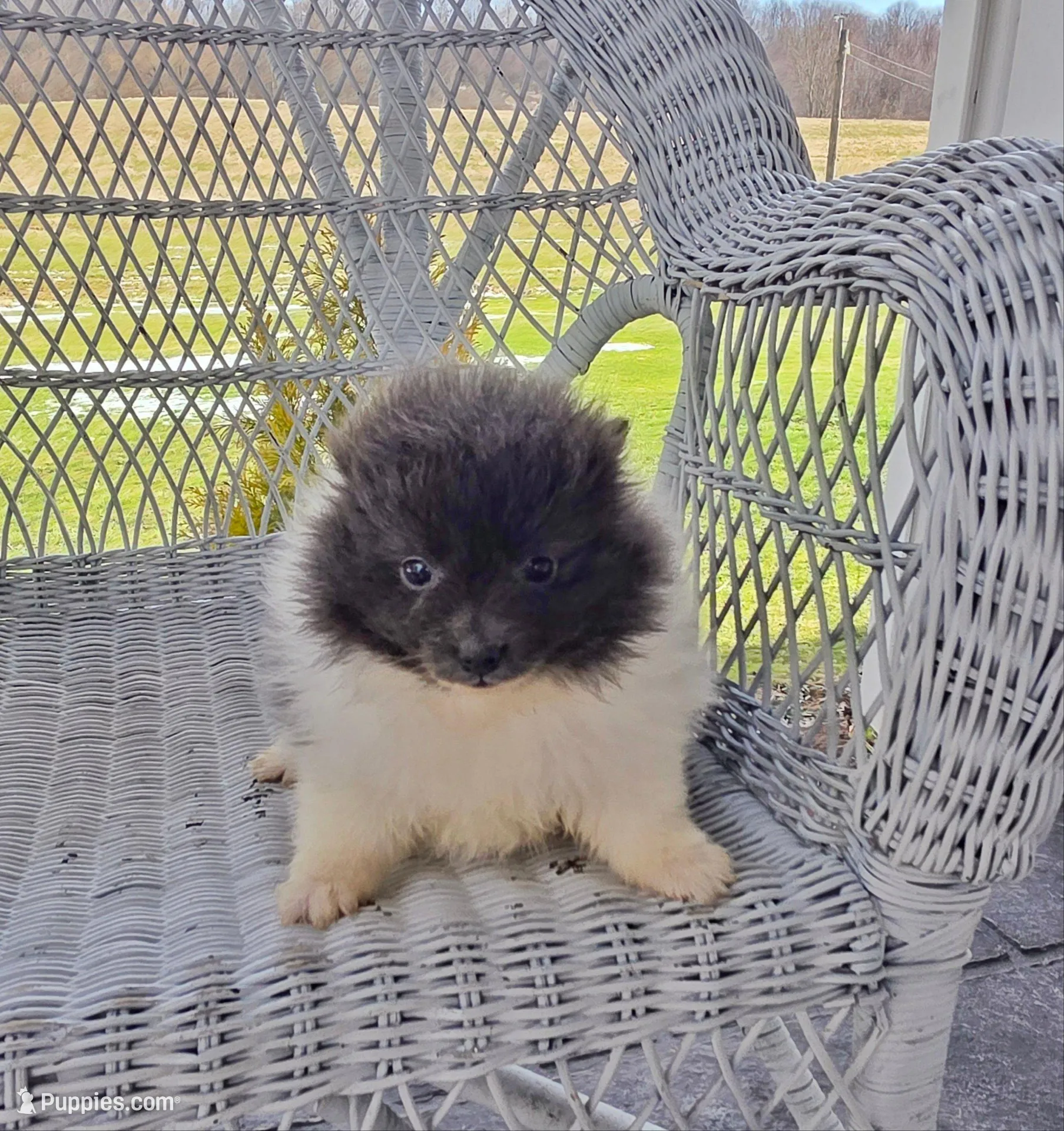 Casey, a female Pomeranian for sale in Cayuga, NY – Photo 3 of 6