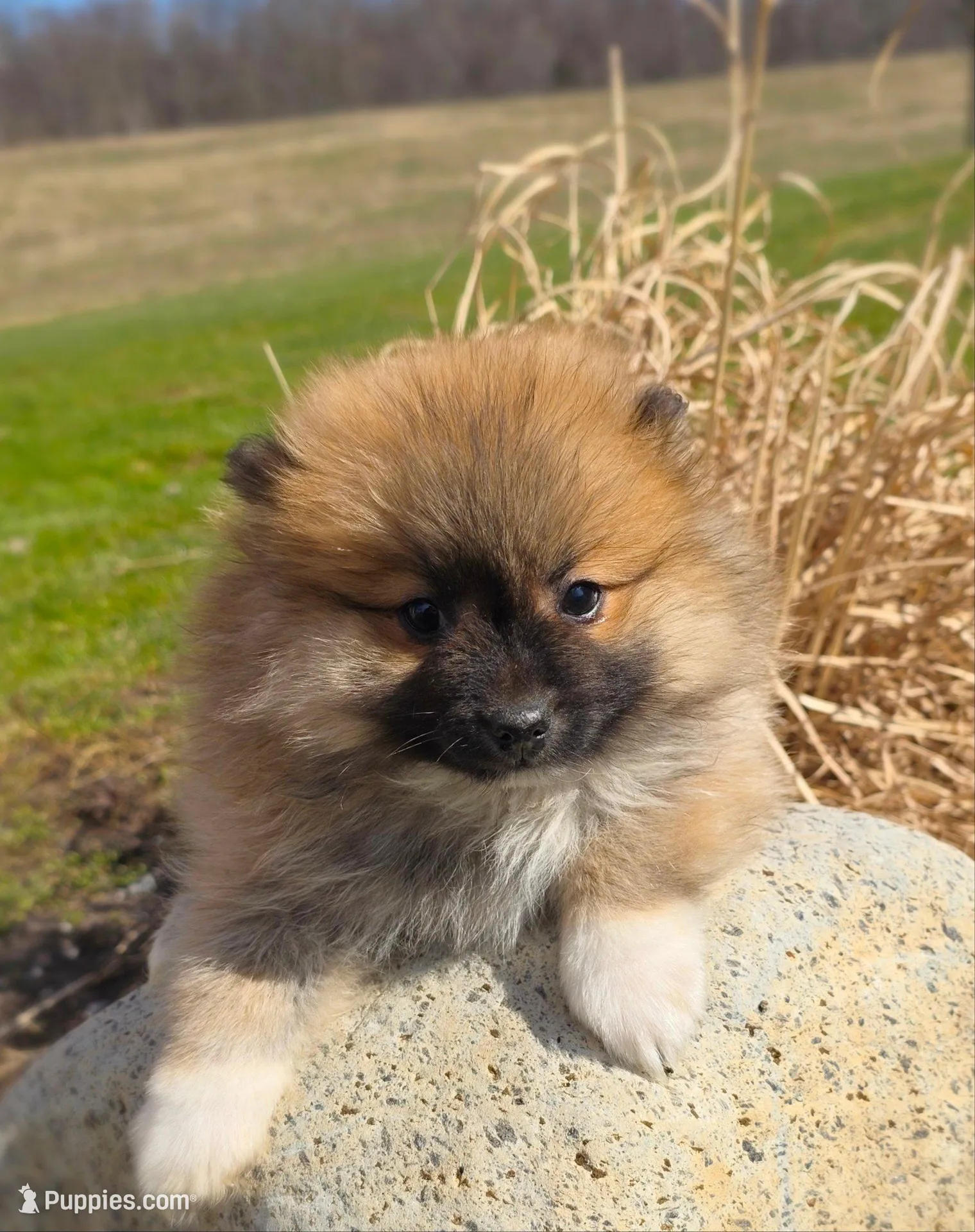 Cleeto, a male Pomeranian for sale in Cayuga, NY – Photo 2 of 8