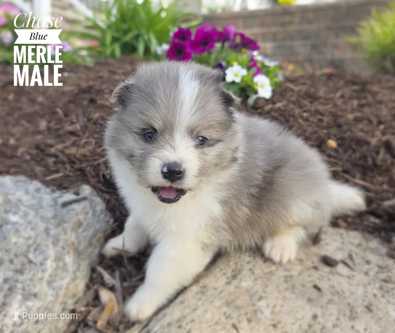 Chase – Pomeranian puppy for sale in Cayuga, NY