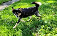 Rose, a female Pomeranian and Pomsky for sale in Cayuga, NY – 4 of 5