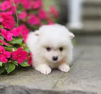 shiloh, a male Pomeranian for sale in Cayuga, NY – 2 of 5
