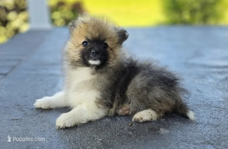 Sable-Tri Color – Pomeranian puppy for sale in Cayuga, NY