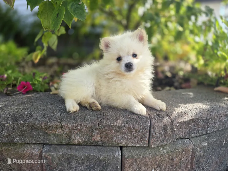 Stella – Pomeranian puppy for sale in Cayuga, NY