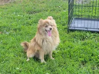 Chase, a male Pomeranian for sale in Cayuga, NY – 4 of 6