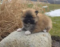 Cleeto, a male Pomeranian for sale in Cayuga, NY – Photo 2 of 3