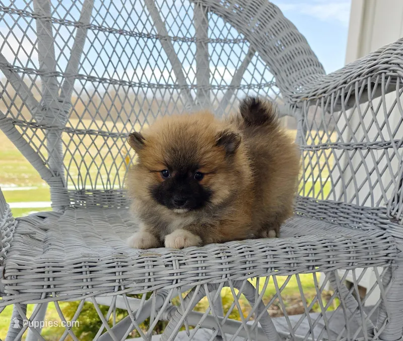 Cleeto – Pomeranian puppy for sale in Cayuga, NY