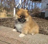 Cleeto, a male Pomeranian for sale in Cayuga, NY – Photo 1 of 8