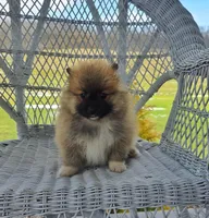 Cleeto, a male Pomeranian for sale in Cayuga, NY – Photo 5 of 8
