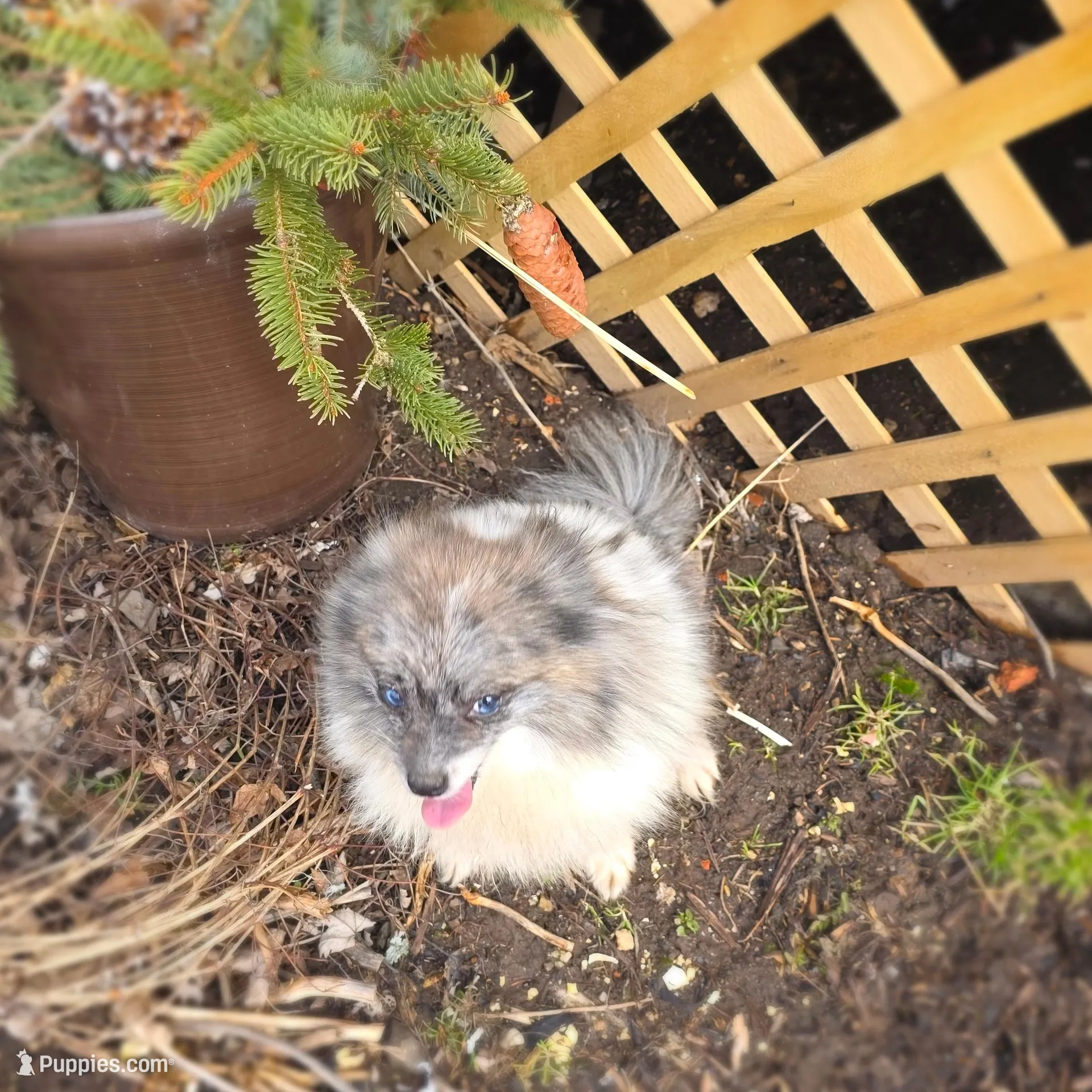 Cleeto, a male Pomeranian for sale in Cayuga, NY – Photo 3 of 3