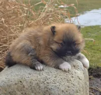 Cleeto, a male Pomeranian for sale in Cayuga, NY – Photo 1 of 3