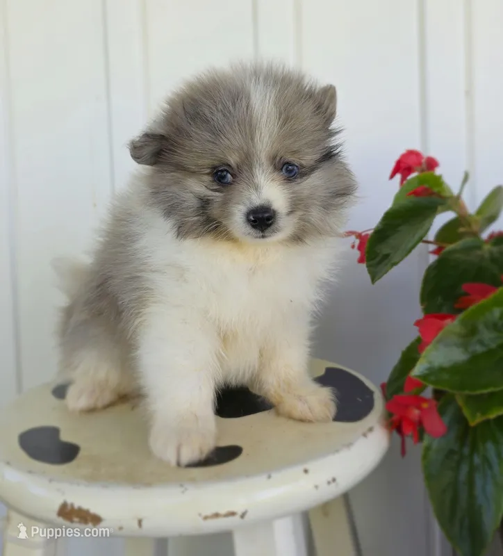 Chase – Pomeranian puppy for sale in Cayuga, NY