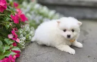 shiloh, a male Pomeranian for sale in Cayuga, NY – 3 of 5