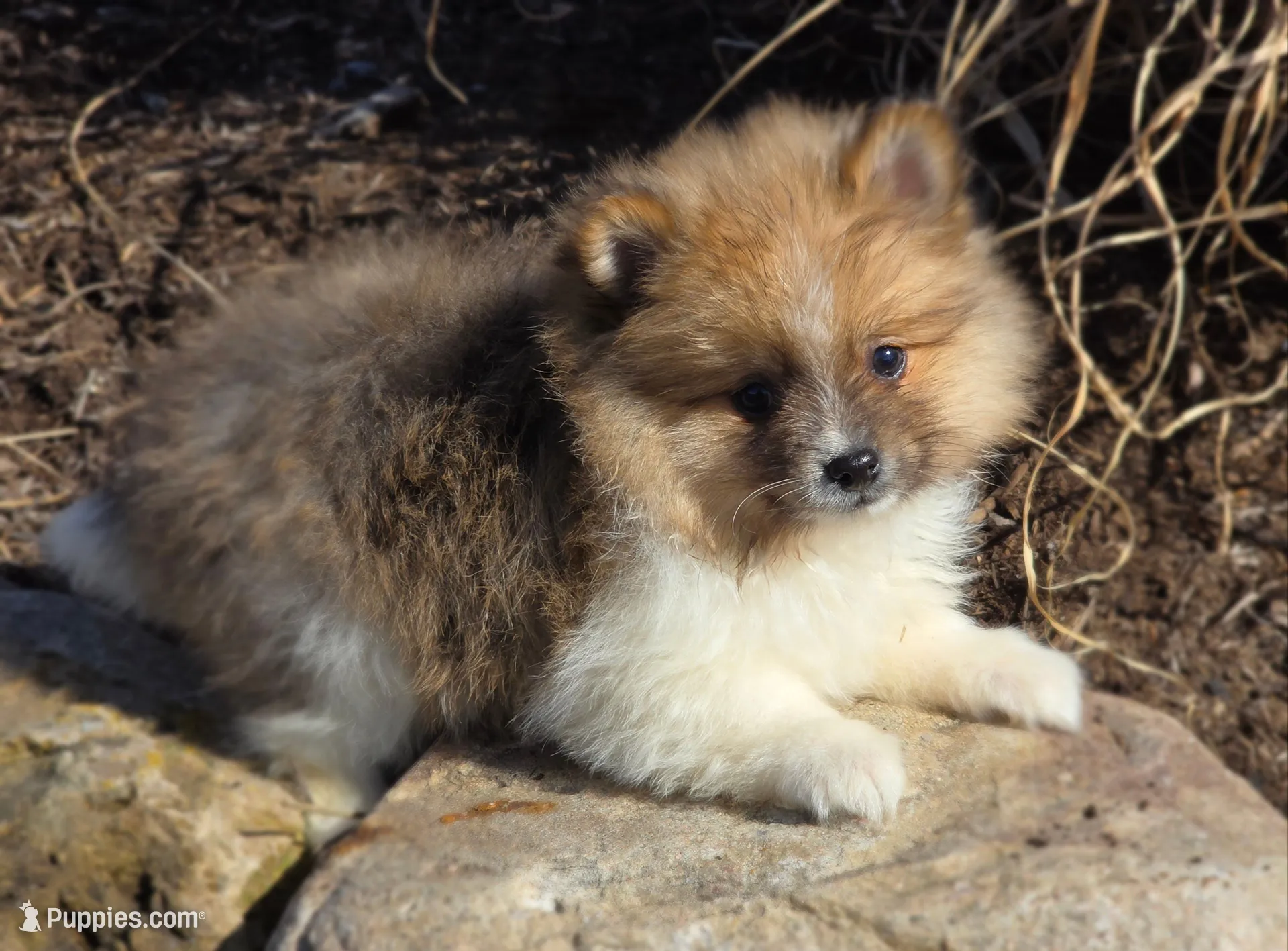 Slate – Pomeranian puppy for sale in Cayuga, NY