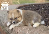 Slate, a male Pomeranian for sale in Cayuga, NY – Photo 4 of 6