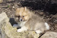 Slate, a male Pomeranian for sale in Cayuga, NY – Photo 3 of 9