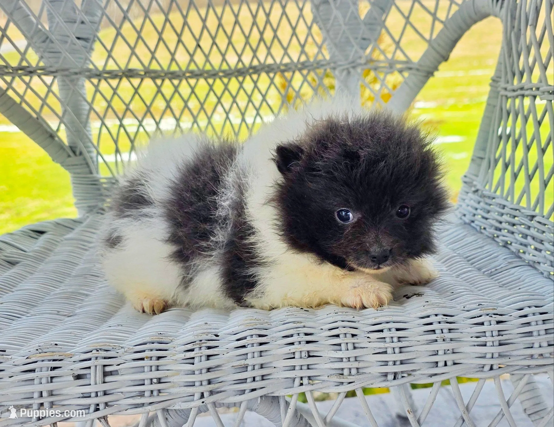 Casey, a female Pomeranian for sale in Cayuga, NY – Photo 2 of 6