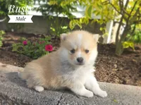 Rusty, a male Pomeranian and Pomsky for sale in Cayuga, NY – 2 of 6