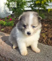 Chase, a male Pomeranian for sale in Cayuga, NY – 2 of 6