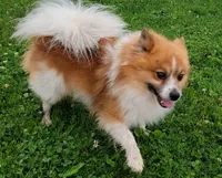Sable-Tri Color, a male Pomeranian for sale in Cayuga, NY – 7 of 8