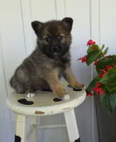 Rose, a female Pomeranian and Pomsky for sale in Cayuga, NY – 2 of 7
