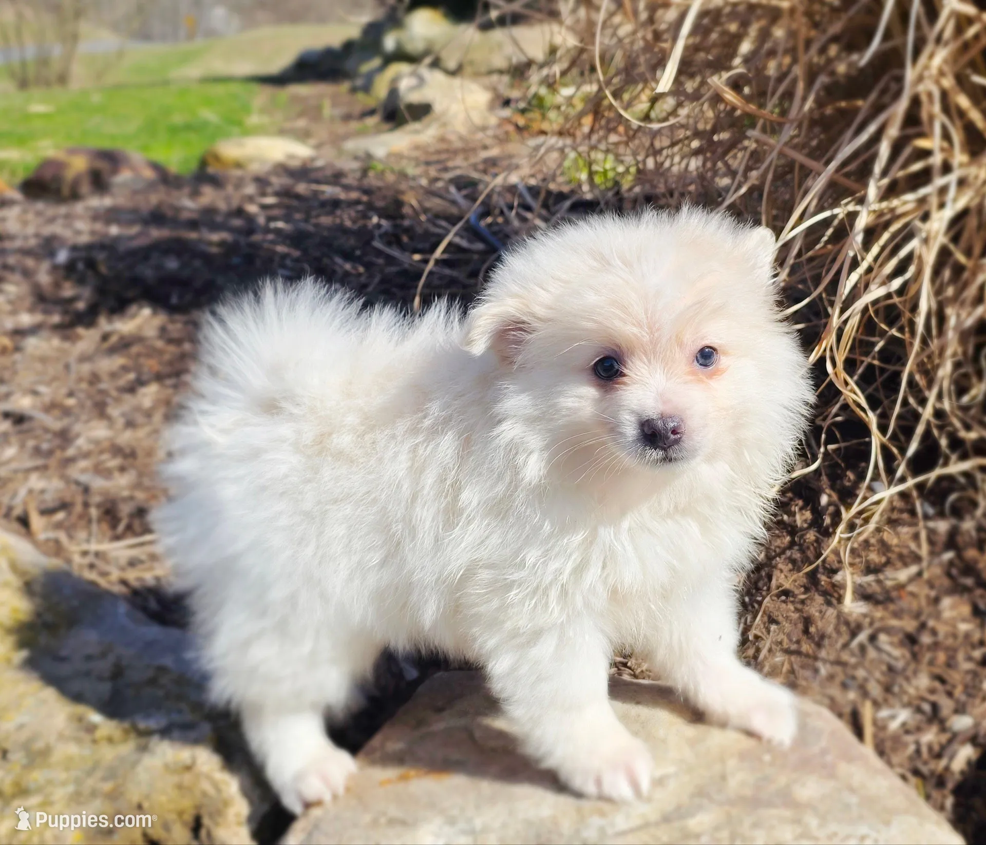 Shiloh – Pomeranian puppy for sale in Cayuga, NY