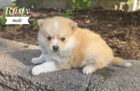 Rusty, a male Pomeranian and Pomsky for sale in Cayuga, NY – 3 of 6