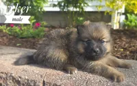 Ryker, a male Pomeranian and Pomsky for sale in Cayuga, NY – 3 of 6