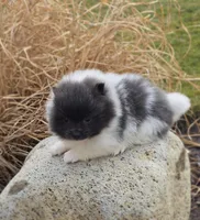 Casey, a female Pomeranian for sale in Cayuga, NY – Photo 2 of 4