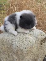 Casey, a female Pomeranian for sale in Cayuga, NY – Photo 3 of 4