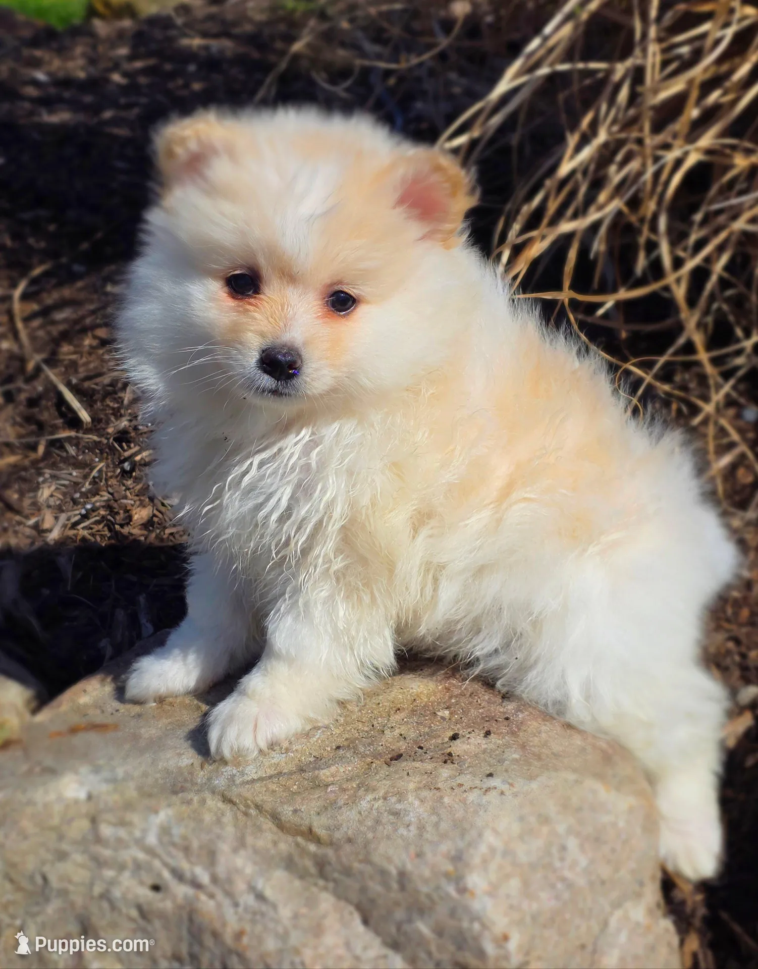 Sparky – Pomeranian puppy for sale in Cayuga, NY