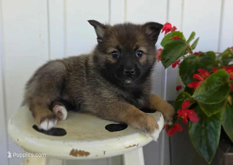 Rose – Pomeranian, Pomsky puppy for sale in Cayuga, NY