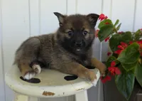 Rose, a female Pomeranian and Pomsky for sale in Cayuga, NY – 1 of 7