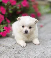 Slater- cream, a male Pomeranian for sale in Cayuga, NY – 2 of 6