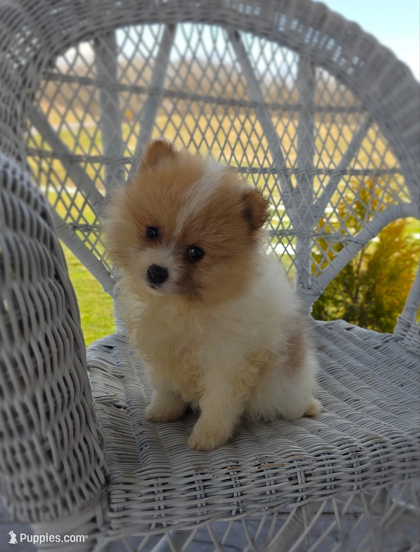 Cleo – Pomeranian puppy for sale in Cayuga, NY