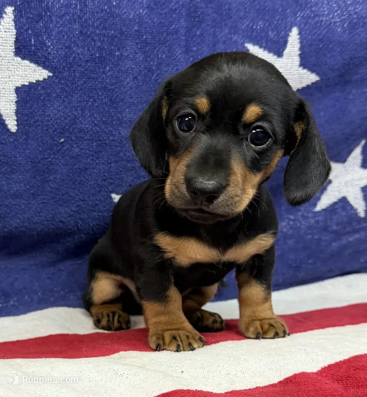 Edwin – Miniature Dachshund puppy for sale in Fredericksburg, VA