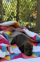 Tammy, a female Miniature Dachshund for sale in Fredericksburg, VA – 4 of 7