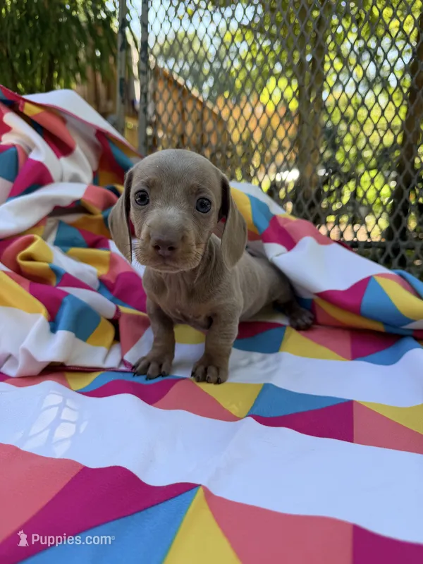 Bella – Miniature Dachshund puppy for sale in Fredericksburg, VA