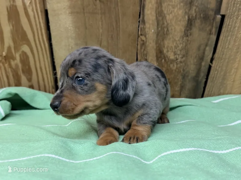 Sammy – Miniature Dachshund puppy for sale in Fredericksburg, VA