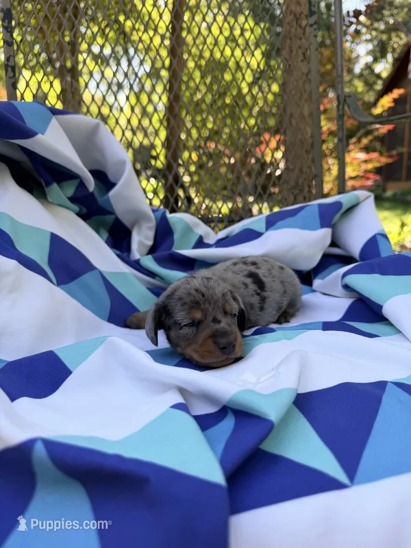 Sammy – Miniature Dachshund puppy for sale in Fredericksburg, VA