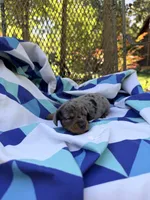 Sammy, a male Miniature Dachshund for sale in Fredericksburg, VA – 1 of 7