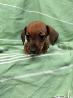 Dutch , a male Miniature Dachshund for sale in Fredericksburg, VA – 4 of 7