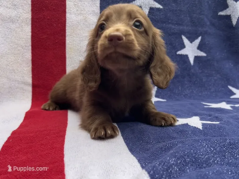 Tex – Miniature Dachshund puppy on hold in Fredericksburg, VA