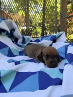 Dutch, a male Miniature Dachshund for sale in Fredericksburg, VA – 5 of 8