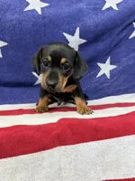 Edwin, a male Miniature Dachshund for sale in Fredericksburg, VA – 5 of 7