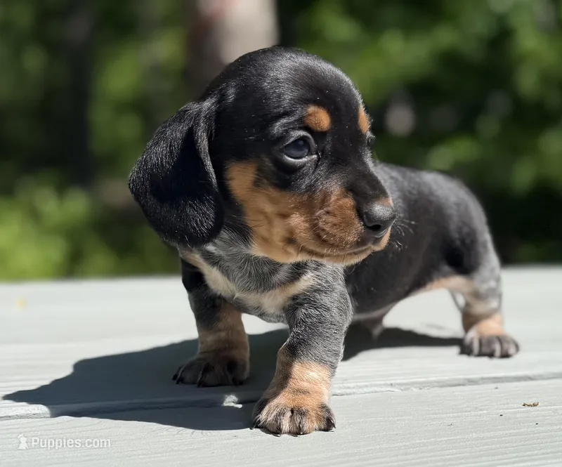 Marley  – Miniature Dachshund puppy for sale in Fredericksburg, VA