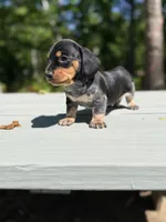 Marley , a male Miniature Dachshund for sale in Fredericksburg, VA – 4 of 8