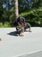 Marley , a male Miniature Dachshund for sale in Fredericksburg, VA – 3 of 8